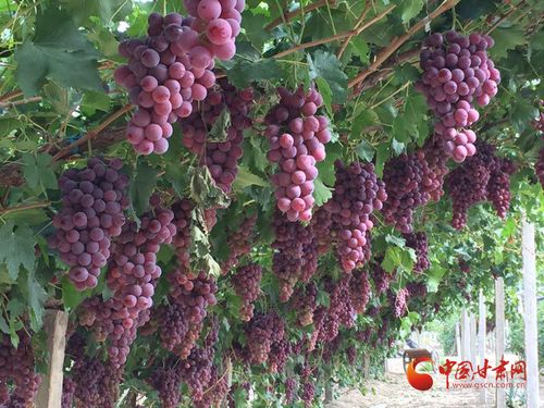 金塔縣 夯實(shí)質(zhì)量監(jiān)管基礎(chǔ)，實(shí)施綠色品牌引領(lǐng)，助推初級農(nóng)產(chǎn)品高質(zhì)量發(fā)展