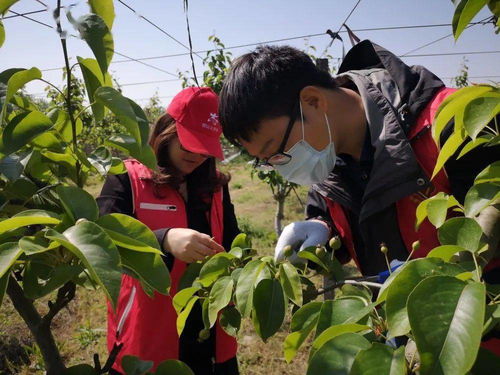 豐收，是最美的色彩——家禽家畜篇