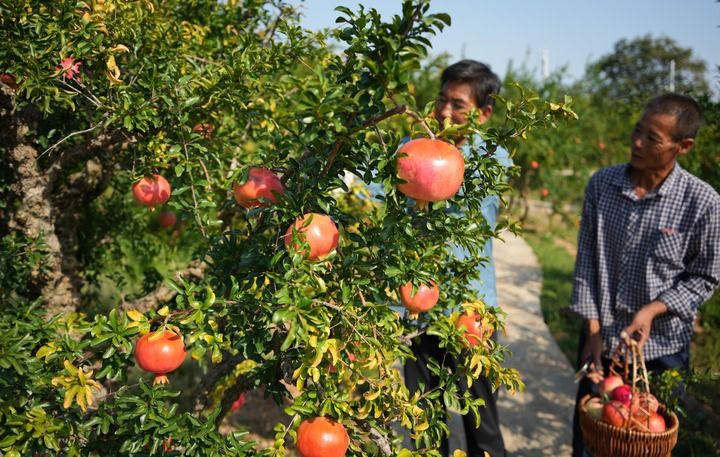 中國農(nóng)產(chǎn)品“出海”豐富世界餐桌 家禽家畜的全球化之旅