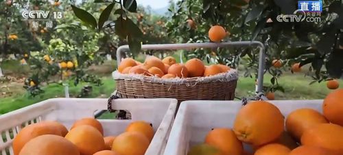 便捷物流助力小臍橙遠(yuǎn)銷海外，家禽家畜產(chǎn)業(yè)協(xié)同發(fā)展，共筑鄉(xiāng)村振興“黃金果”